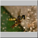 Ectemnius cavifrons oder ruficornis - Grabwespe w03c 12mm beim Nesteintrag - Hainschwebfliege.jpg